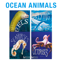 OCEAN ANIMALS